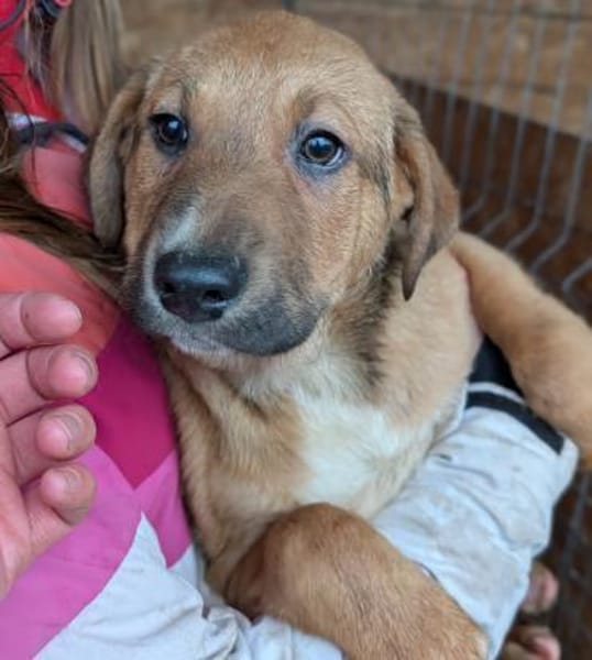 Welpe Aury - in 25704 Meldorf