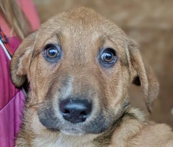 Welpe Aury - in 25704 Meldorf