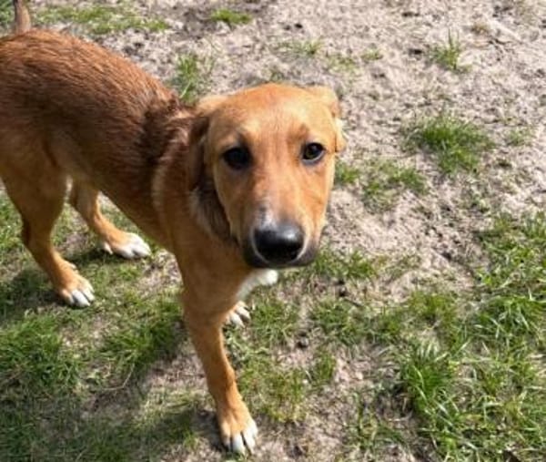 Welpe Aury - in 25704 Meldorf