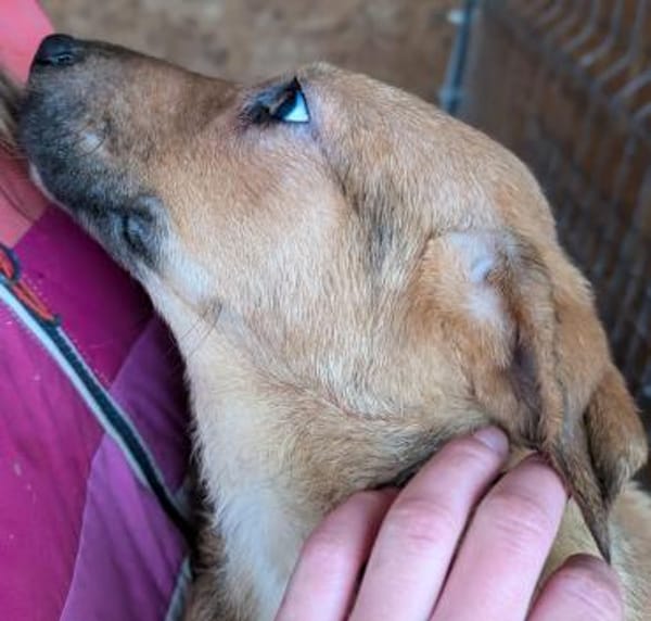 Welpe Aury - in 25704 Meldorf