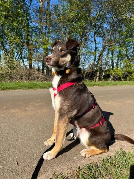 Elmo - junger Bursche sucht Familie!