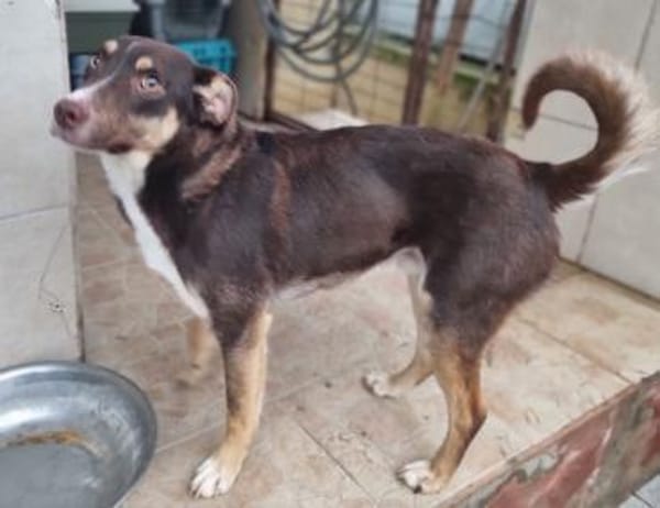 Elmo - junger Bursche sucht Familie!