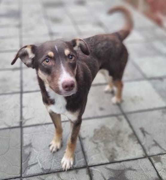 Elmo - junger Bursche sucht Familie!