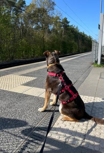 Elmo - junger Bursche sucht Familie!