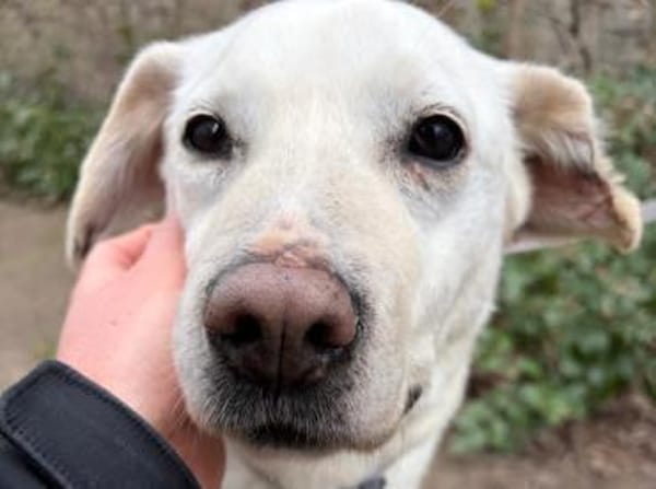 Anja - Liebenswerte Hündin auf PS