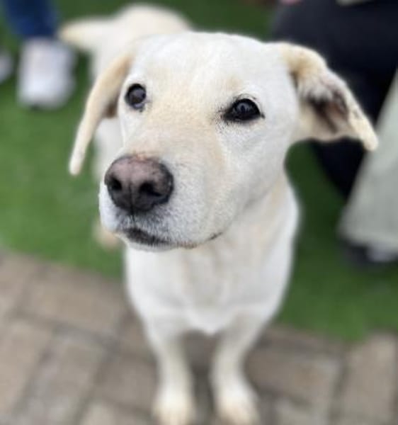 Anja - Liebenswerte Hündin auf PS