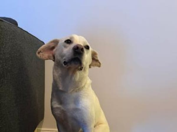 Anja - Liebenswerte Hündin auf PS