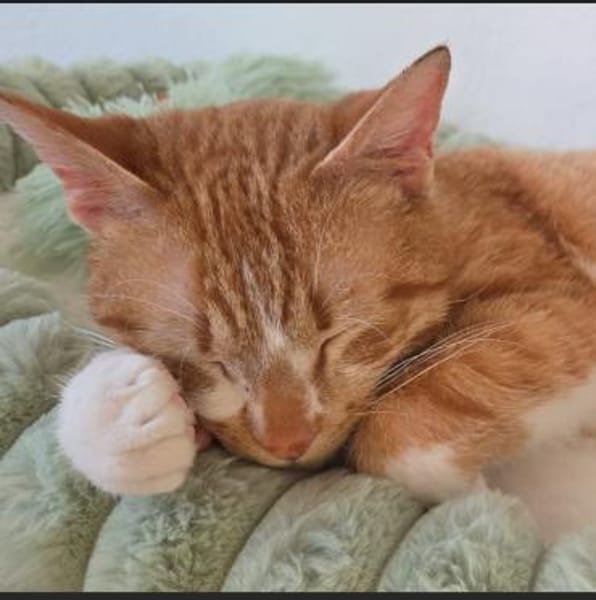 🌸Traumduo Elara & Gerry🌸HANDICAP