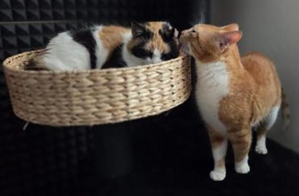 🌸Traumduo Elara & Gerry🌸HANDICAP