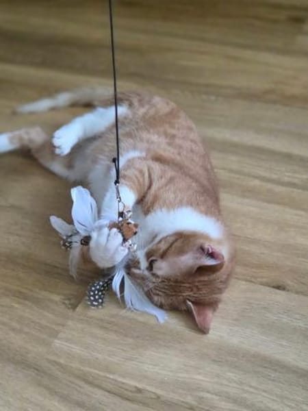 🌸Traumduo Elara & Gerry🌸HANDICAP