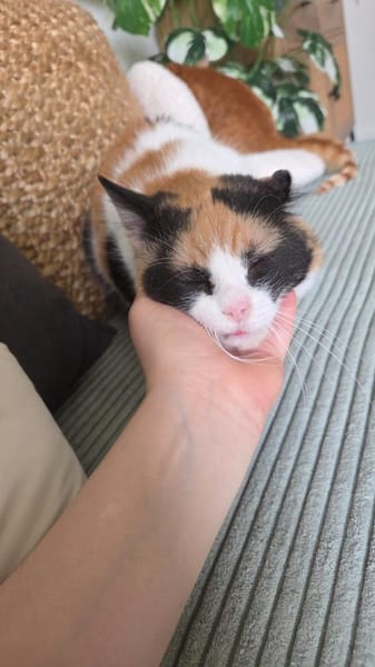 🌸Traumduo Elara & Gerry🌸HANDICAP