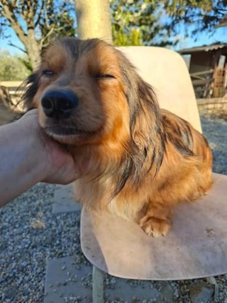 Titan, tapferer Herzensbrecher, ca. 1 Ja