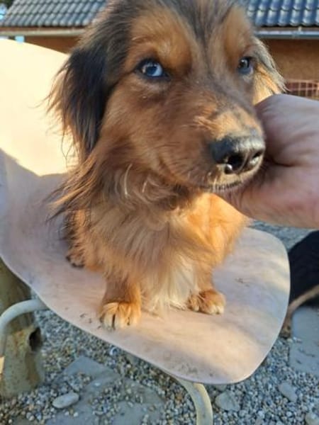 Titan, tapferer Herzensbrecher, ca. 1 Ja