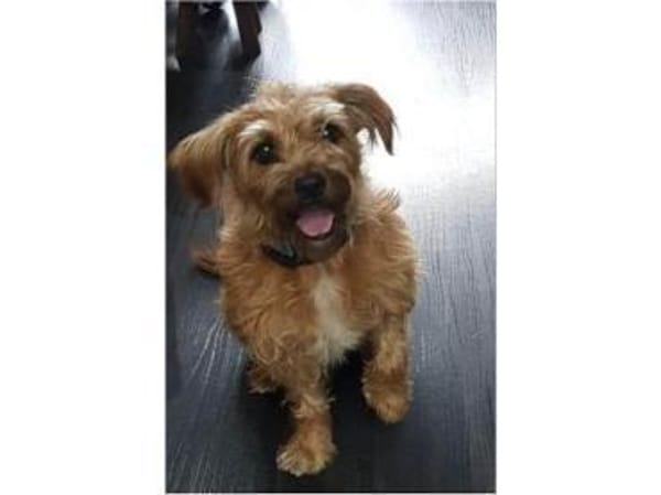 Lucky  wartet in 56379 Oberwies