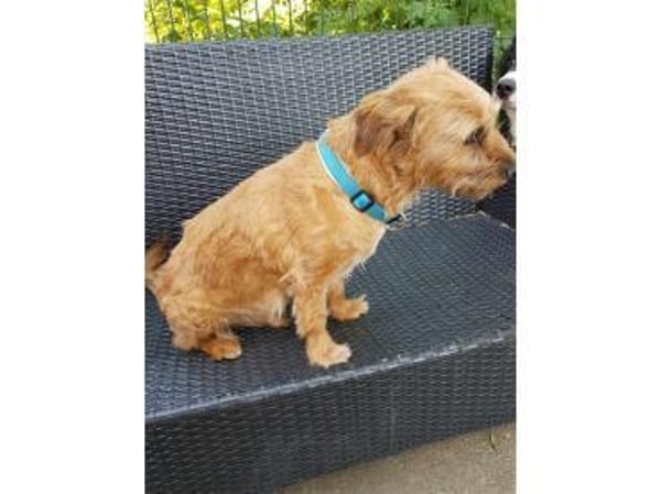 Lucky  wartet in 56379 Oberwies