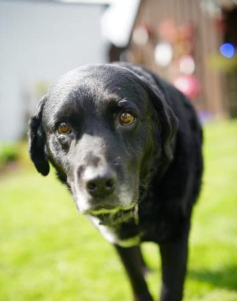 Elias, liebevoller Herzenshund, ca. 13 J