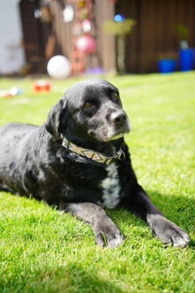 Elias, liebevoller Herzenshund, ca. 13 J