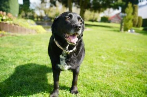 Elias, liebevoller Herzenshund, ca. 13 J