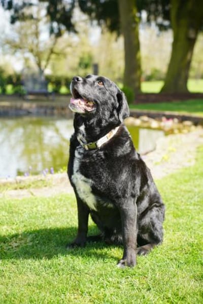 Elias, liebevoller Herzenshund, ca. 13 J