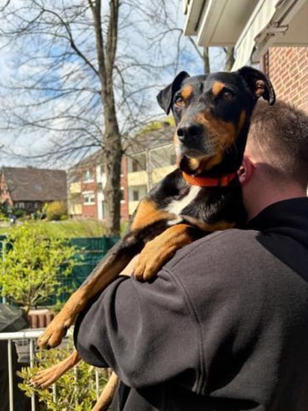 Jasper, fröhlicher Sonnenschein, ca. 3 J