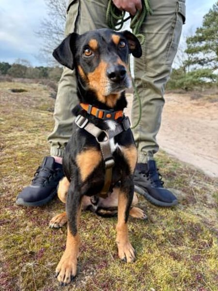 Jasper, fröhlicher Sonnenschein, ca. 3 J