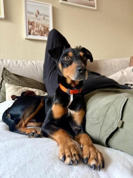 Jasper, fröhlicher Sonnenschein, ca. 3 J