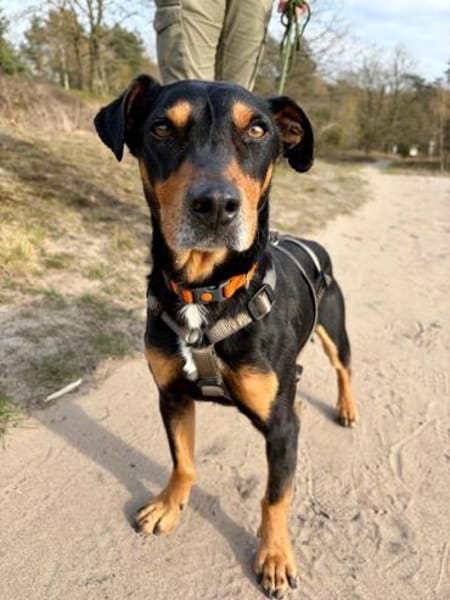 Jasper, fröhlicher Sonnenschein, ca. 3 J