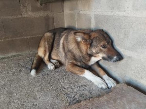 Vainilla, braucht Geborgenheit und Zeit