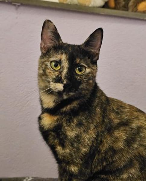 Wirbelwind Salsa sucht ein Zuhause