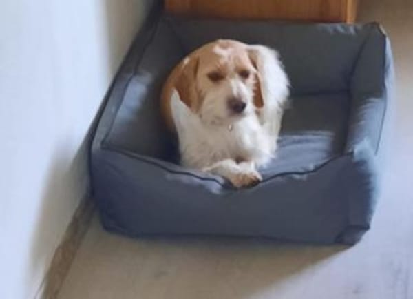 Lunetta - Lucy sucht ein neues Zuhause