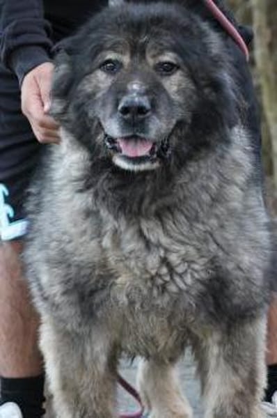 Bo - verschmust u. zutraulich