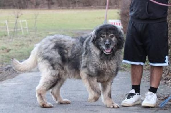 Bo - verschmust u. zutraulich