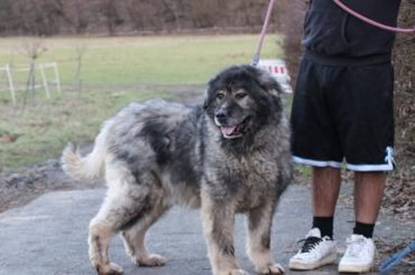 Bo - verschmust u. zutraulich