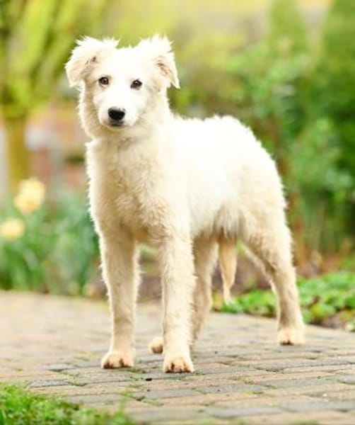 Gaia im Tierheim Lüdinghausen