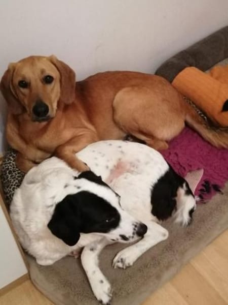 Lieber Rüde LUI sucht seine Familie❤
