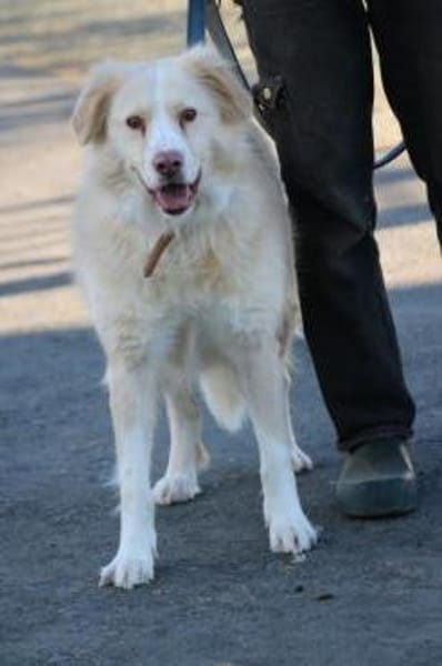 Gulia - zutraulich u. kinderlieb