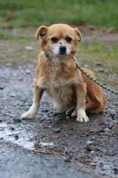 Faye - goldige, kleine Hündin