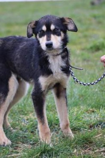 Marlin - kinderlieber Jungrüde