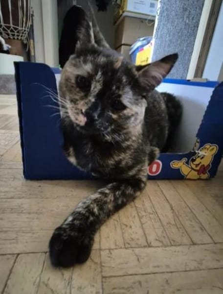 Mora - Kleine Schnurri sucht Familie