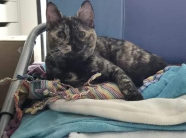 Mora - Kleine Schnurri sucht Familie