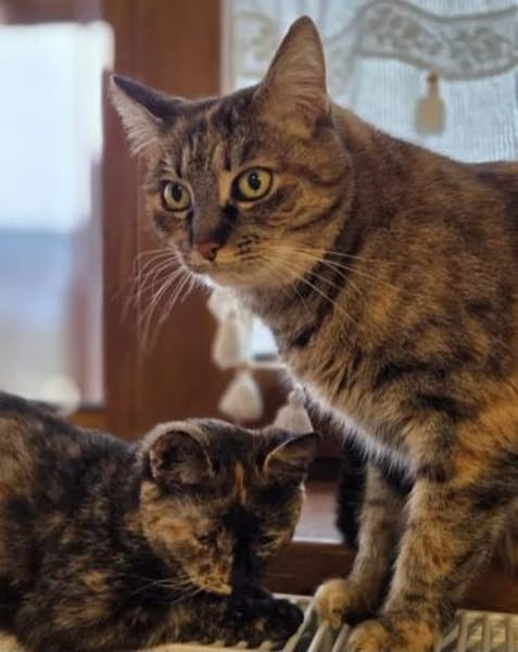 Mora - Kleine Schnurri sucht Familie