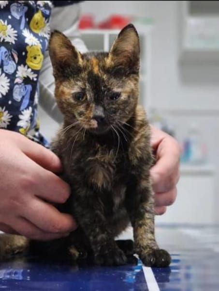 Mora - Kleine Schnurri sucht Familie