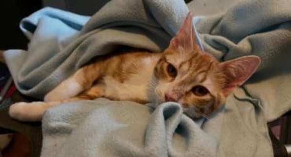 Cassian, junger Wirbelwind, ca. 8 Monate