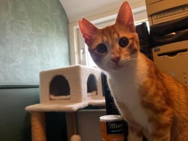 Cassian, junger Wirbelwind, ca. 8 Monate