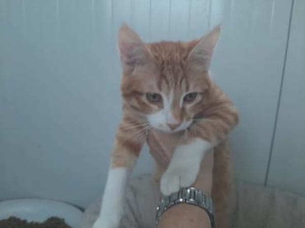 Cassian, junger Wirbelwind, ca. 8 Monate