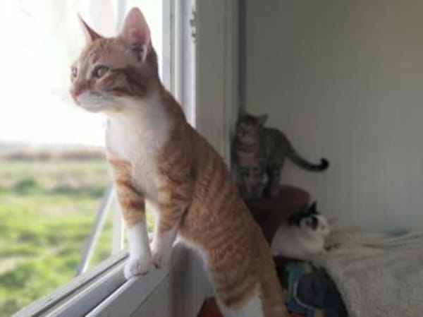 Cassian, junger Wirbelwind, ca. 8 Monate