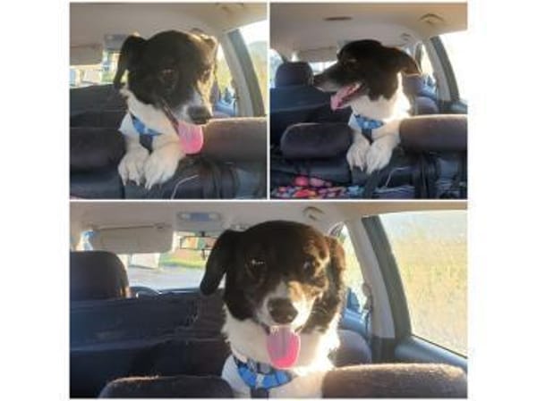 Tabasco - wartet in 59199 Bönen