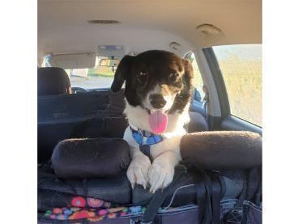 Tabasco - wartet in 59199 Bönen