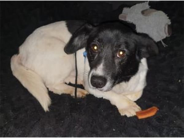 Tabasco - wartet in 59199 Bönen