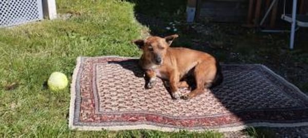 sehr liebe kleine Mathilda auf PS 90562